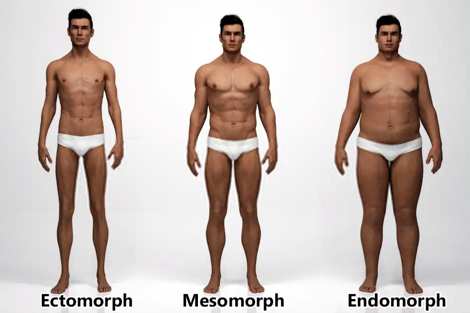 Cách tăng cân cho tạng người Ectomorph Xương nhỏ, gầy, khó tăng cân